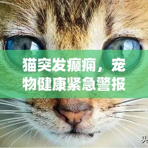 猫突发癫痫，宠物健康紧急警报！