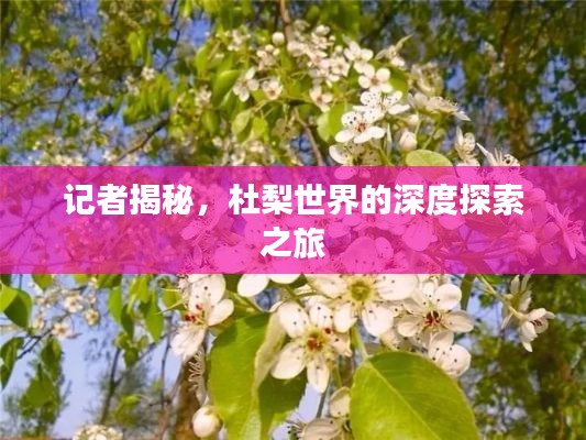 记者揭秘，杜梨世界的深度探索之旅